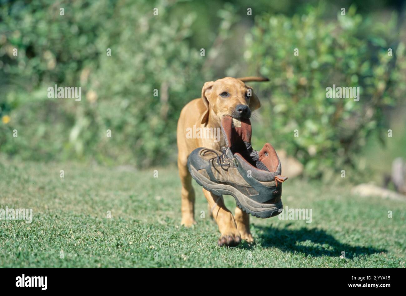 Rhodesian Ridgeback puppy in grass carrying boot in mouth Stock Photo ...