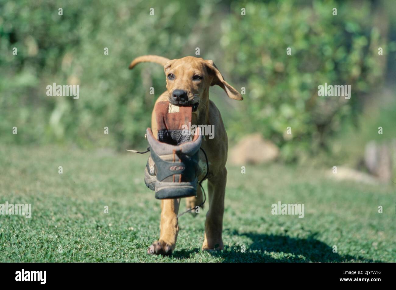 Rhodesian Ridgeback puppy in grass carrying boot in mouth Stock Photo ...