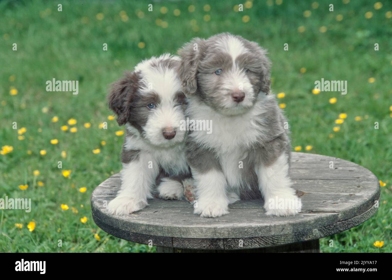 Bearded sheepdog hi-res stock photography and images - Alamy