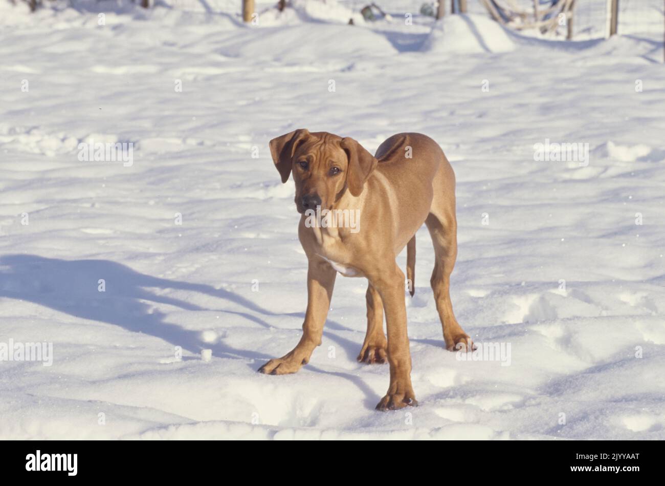 Rhodesian Ridgeback standing in snow outside Stock Photo - Alamy