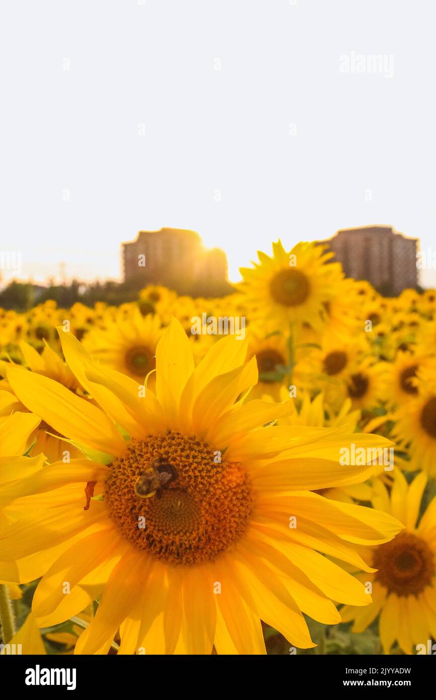 Field full of sunflowers over cloudy blue sky and bright sun lights. Vertical photo. Evening sun rays automn landscape. Stock Photo