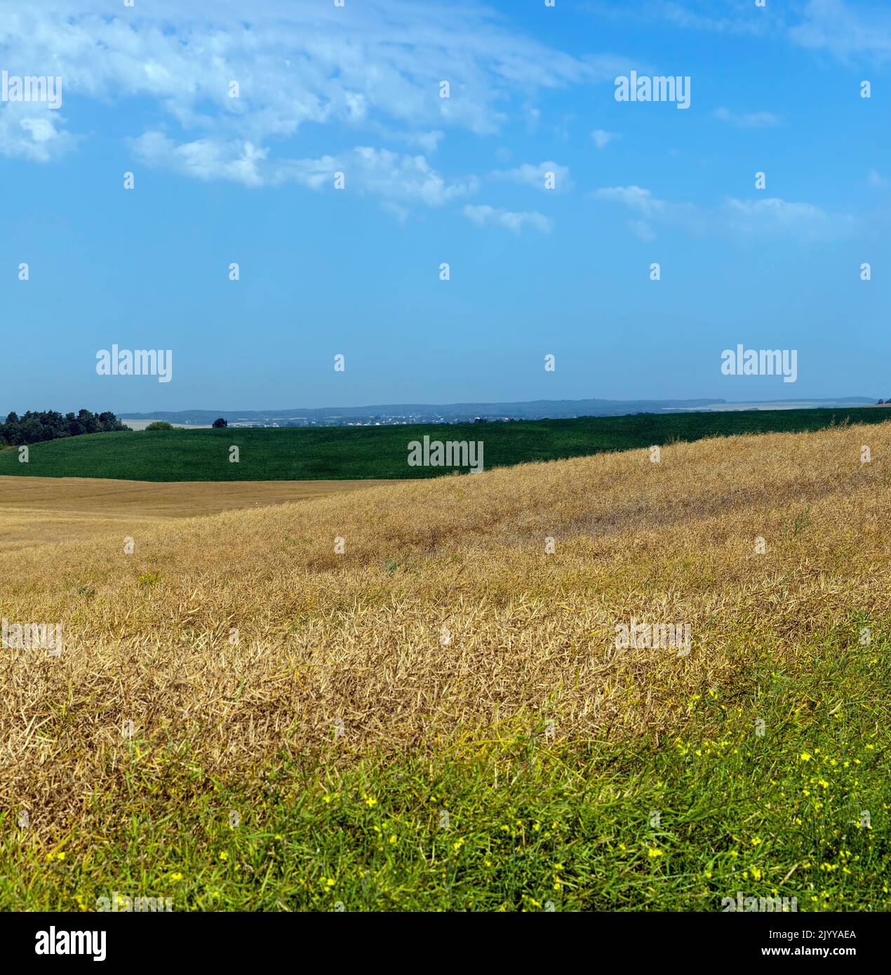 Agricultural field with rapeseed that has started to dry out, rapeseed field for harvesting seeds for oil Stock Photo