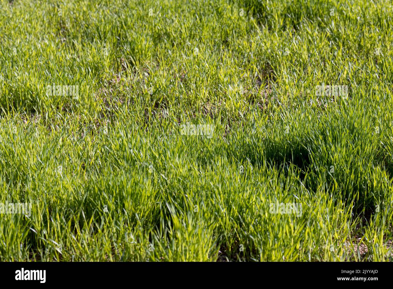 agricultural field where green unripe wheat grows, a large amount of cereal wheat for grain harvest Stock Photo