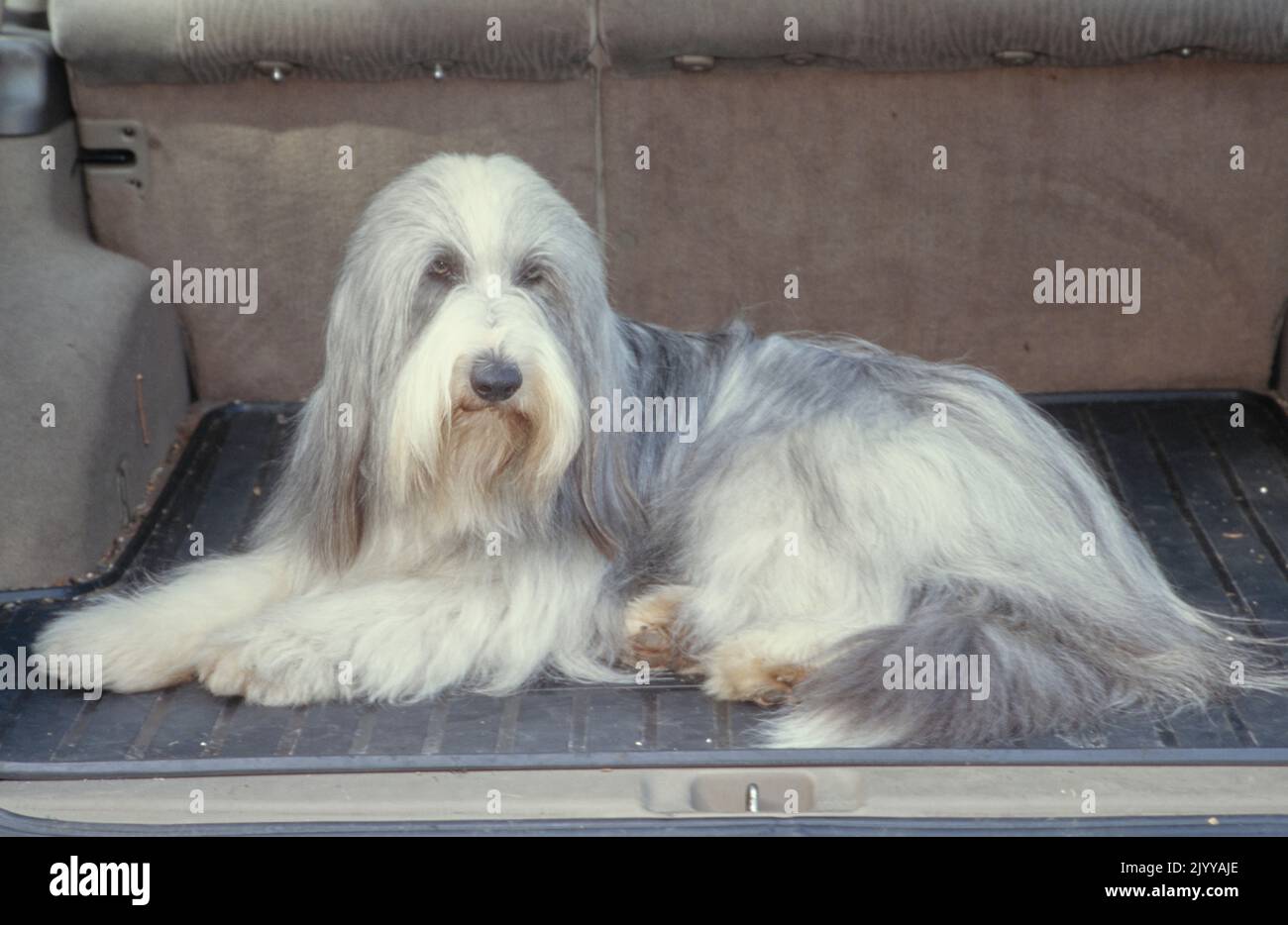 Bearded sheepdog hi-res stock photography and images - Alamy