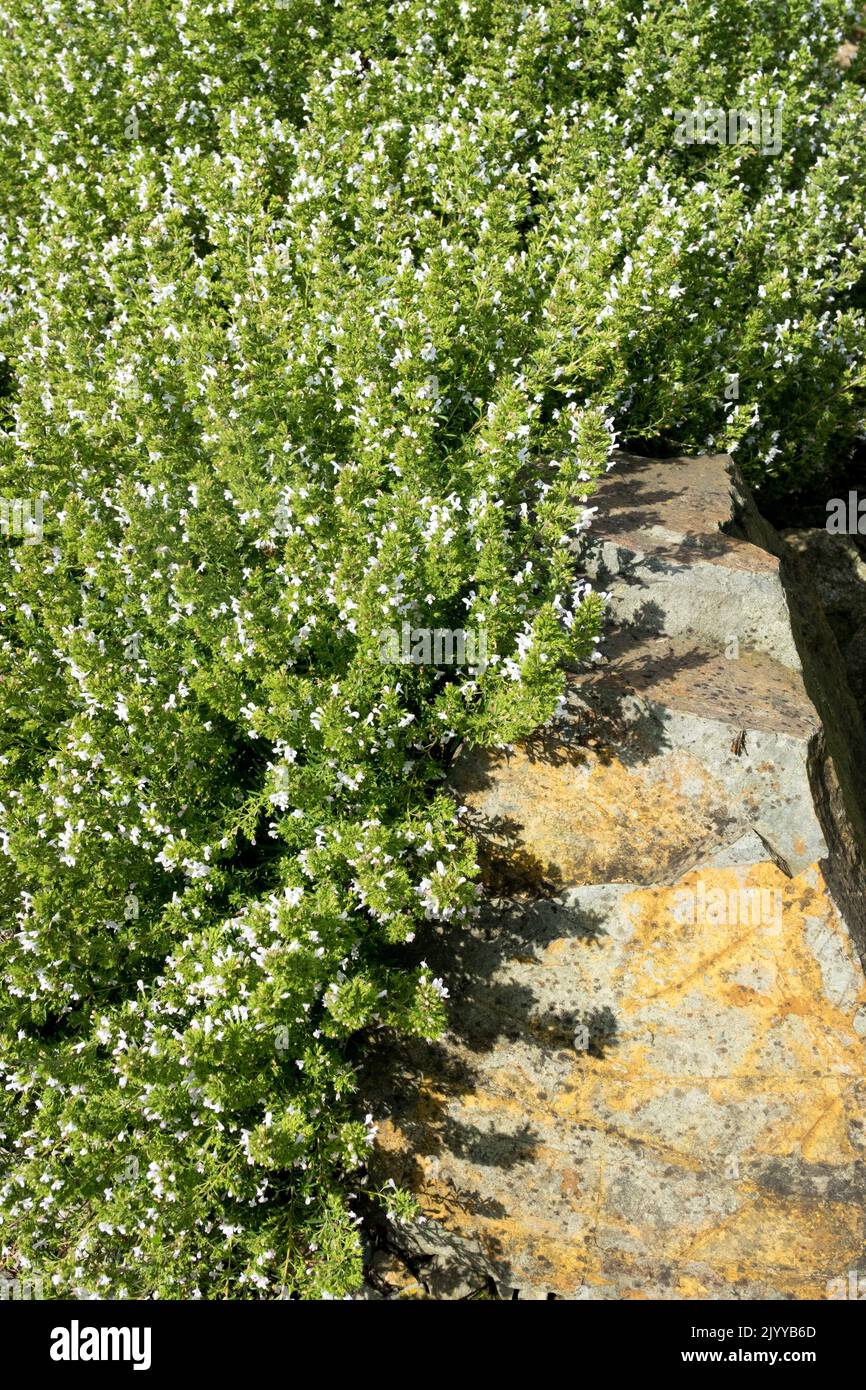 Lemon Winter Savory, Mountain Savory, Satureja montana, Garden, Savory, Satureja montana Citriodora Herbal, Plant herb Rock garden Stock Photo
