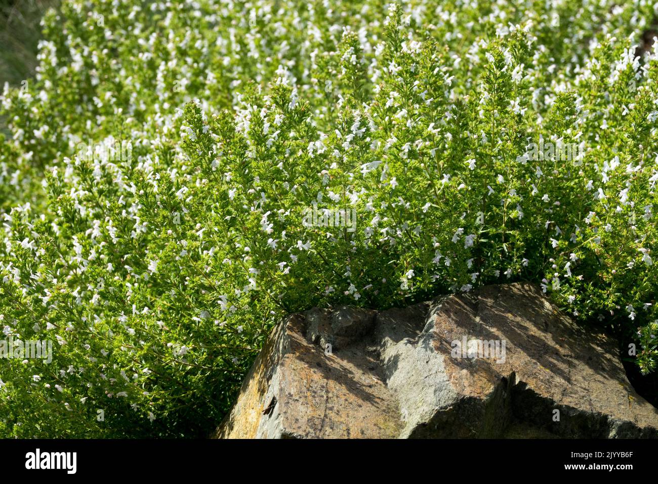 Lemon Winter Savory, Mountain Savory, Satureja montana, Garden, Savory, Satureja montana Citriodora Herbal, Plant herb Blooming Stock Photo