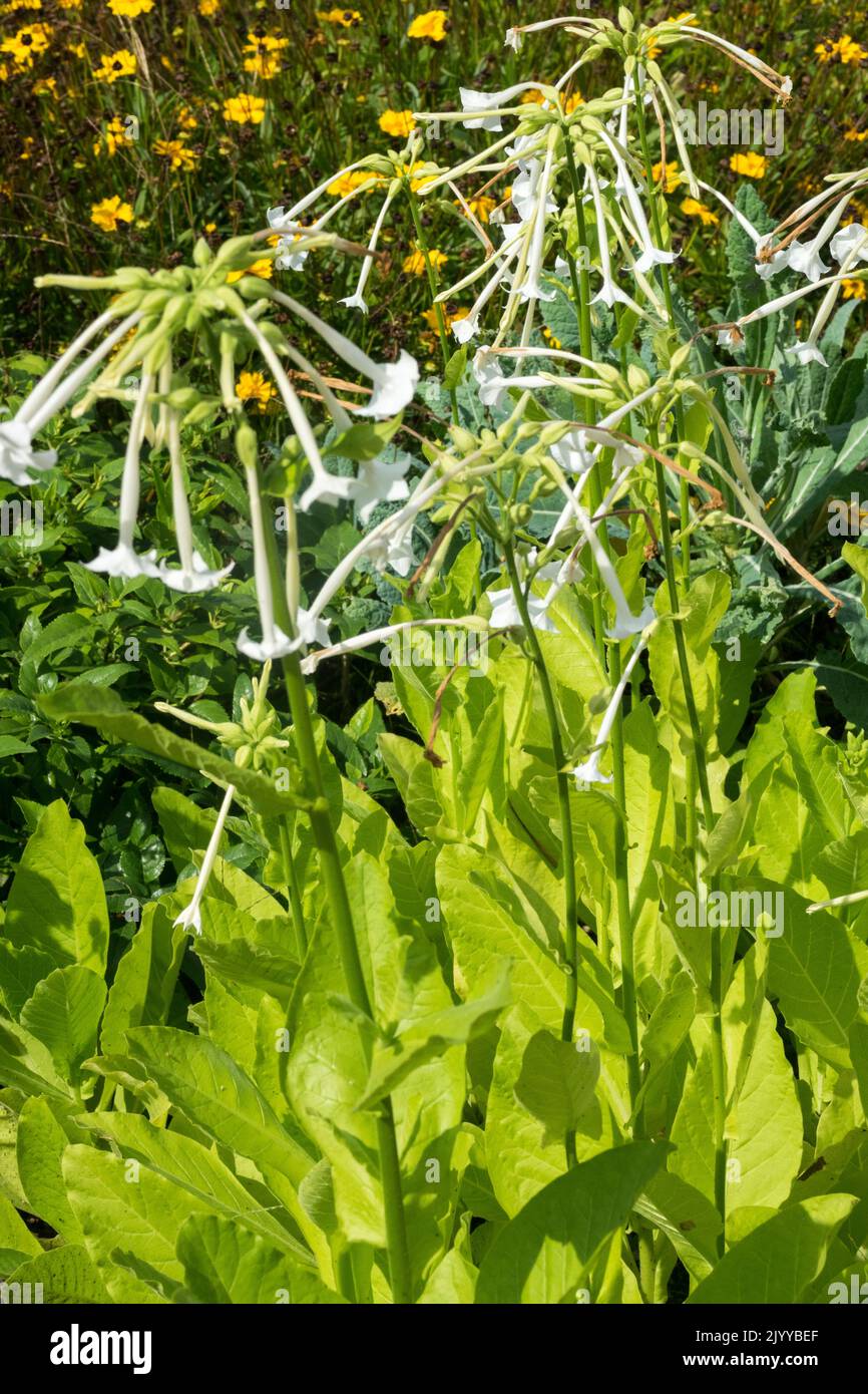 White, Nicotiana sylvestris, Tobacco, Plant, Garden, Tubular Flower Bed, Flowers, Early Autumn Stock Photo