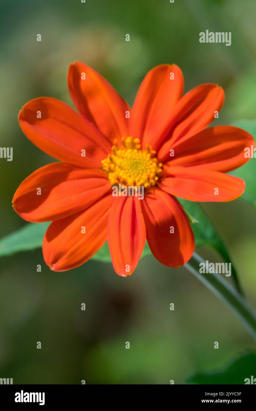 Mexican Sunflower, Tithonia rotundifolia, Flower, Portrait, Single, Tithonia, Red, Bloom, Herbaceous, Plant Stock Photo