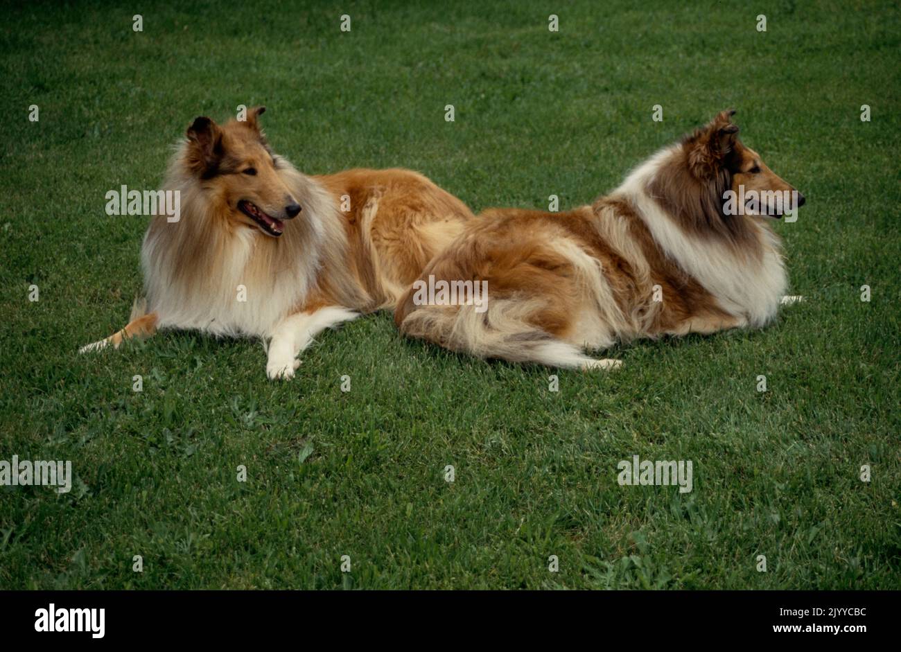 Collies in grass Stock Photo