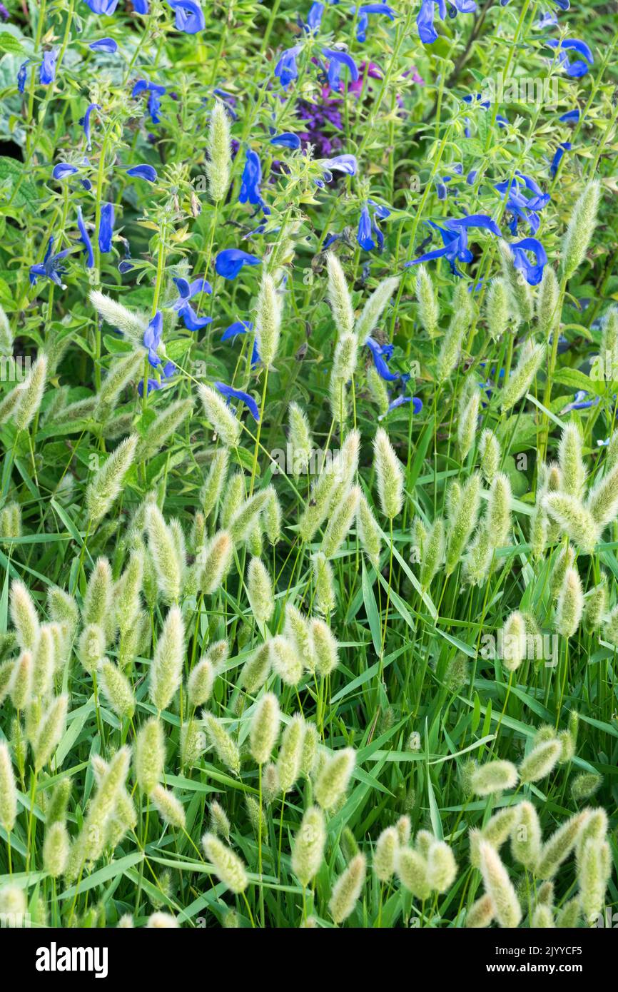 Beardgrass, Polypogon monspeliensis, Salvia Blue Angel, Gentian Sage, Flower bed, Plants Stock Photo