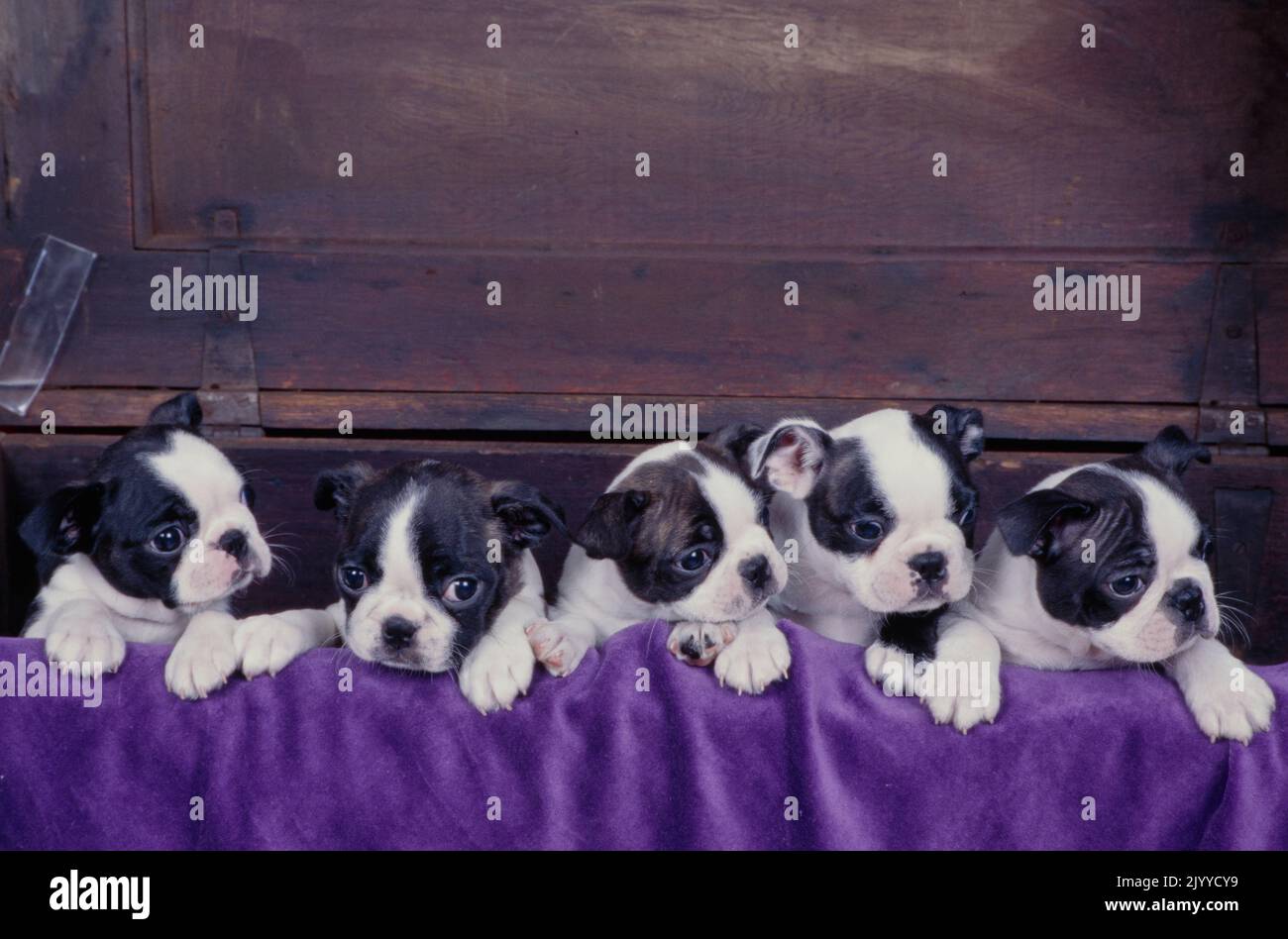 Boston Terrier puppies on blanket Stock Photo Alamy