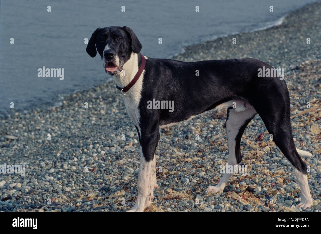 Great Dane in dark red collar on beach looking at camera with tongue out Stock Photo