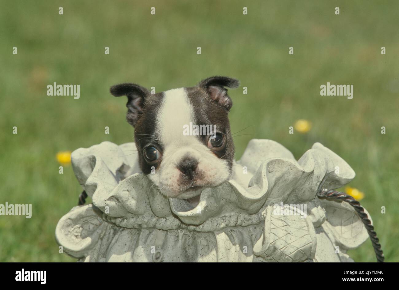 Boston Terrier puppy in drawstring bag Stock Photo Alamy