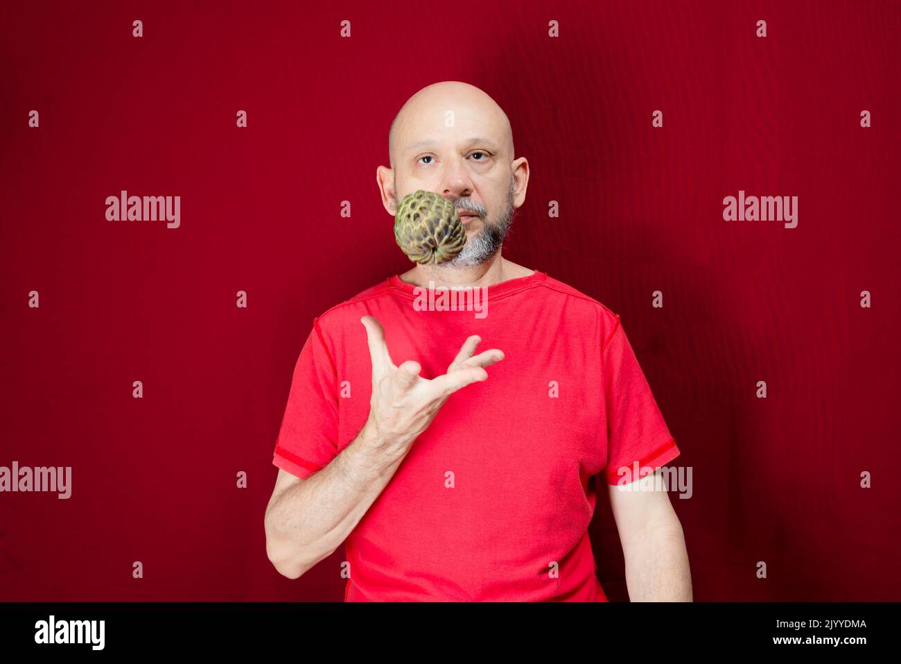 Young handsome man with beard, bald head and red shirt standing tossing pinecone fruit up against red background. Positive and healthy person. Stock Photo