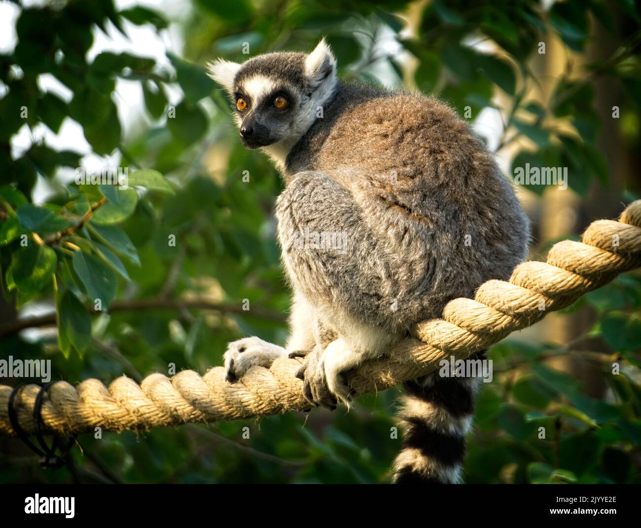 Ring-tailed lemur Calgary Zoo Alberta Stock Photo