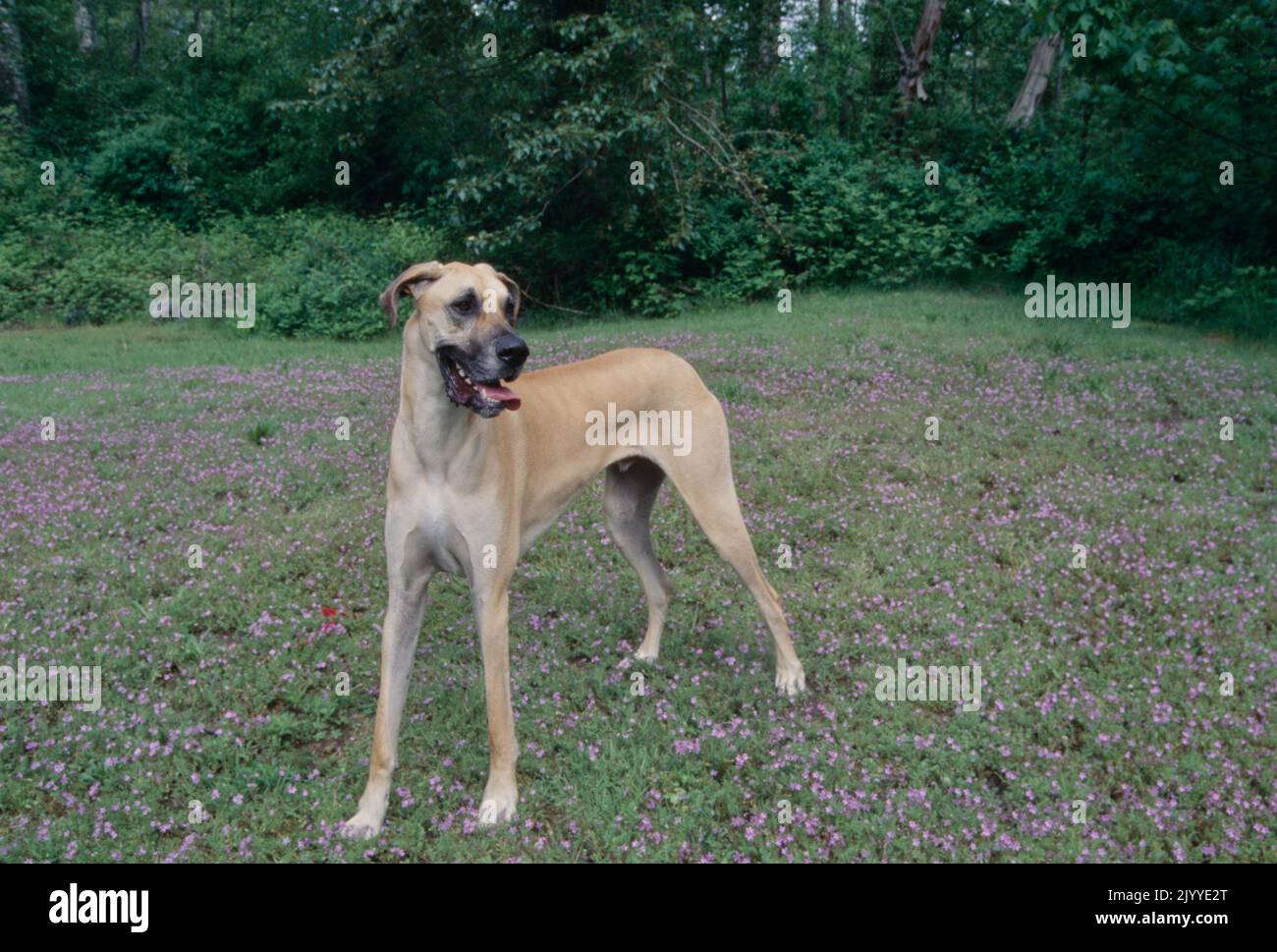 Great Dane in flower field looking left with mouth open and tongue out