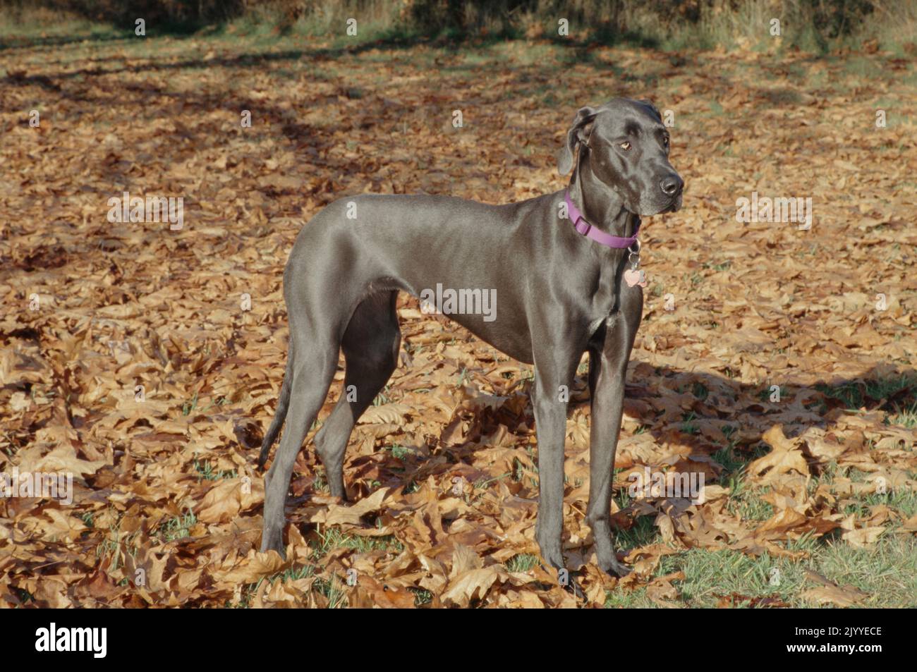Great Dane in pink collar standing in leaves looking ahead casting shadow Stock Photo