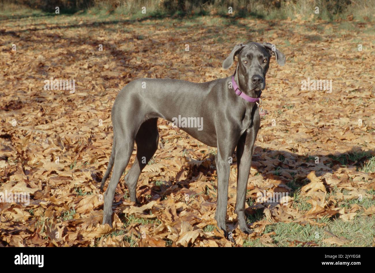 Great Dane in pink collar standing in leaves looking right casting shadow Stock Photo
