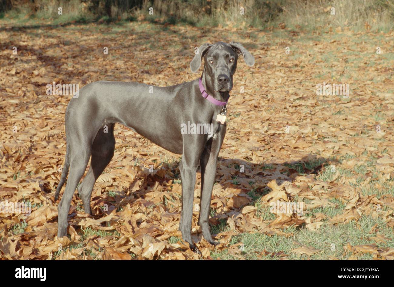 Great Dane in pink collar standing in leaves looking at camera casting shadow with ears up Stock Photo