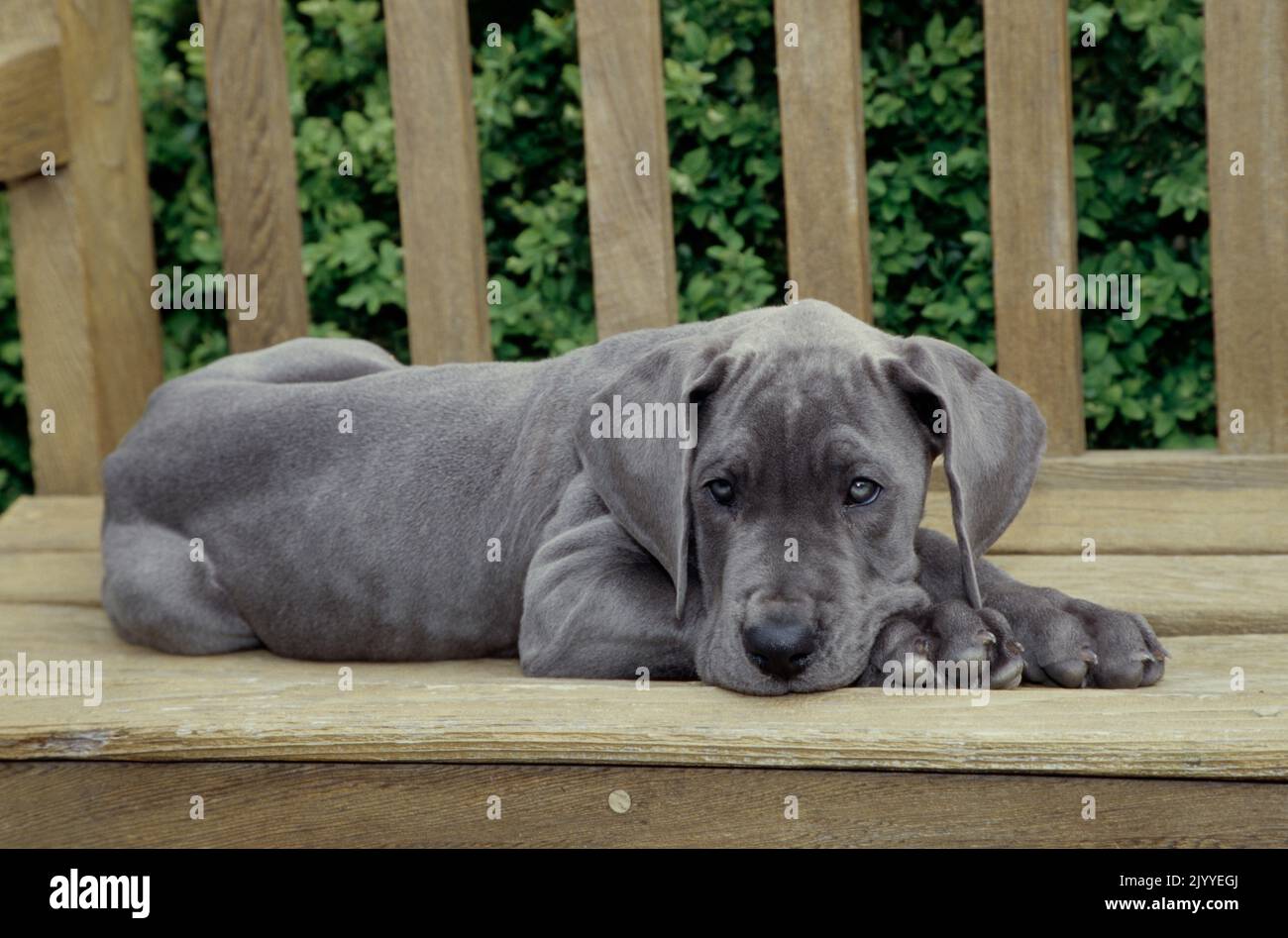 Great Dane puppy laying on bench with head on paws looking tired Stock Photo Alamy
