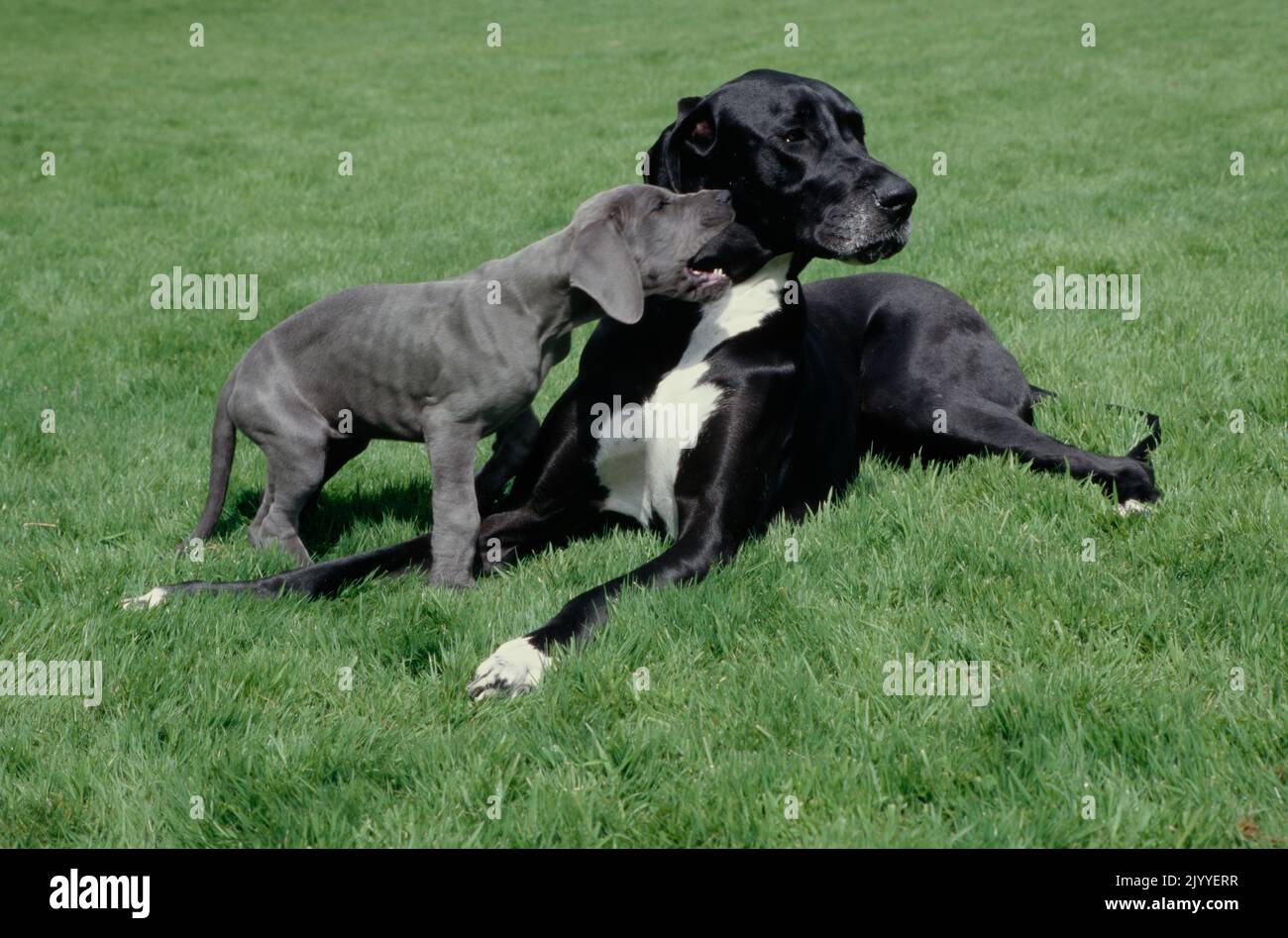Great Dane puppy biting at mother in grass Stock Photo Alamy