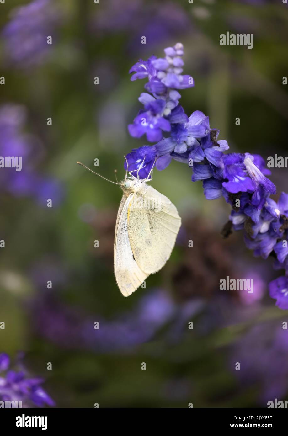 A creamy white butterfly from the garden whites or the whites, Pieris, on a purple lavendar blossom in summer or fall, Lancaster, Pennsylvania Stock Photo
