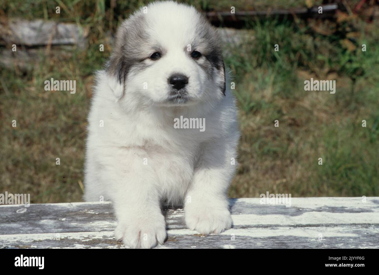 Great Pyrenees puppy on fence Stock Photo Alamy