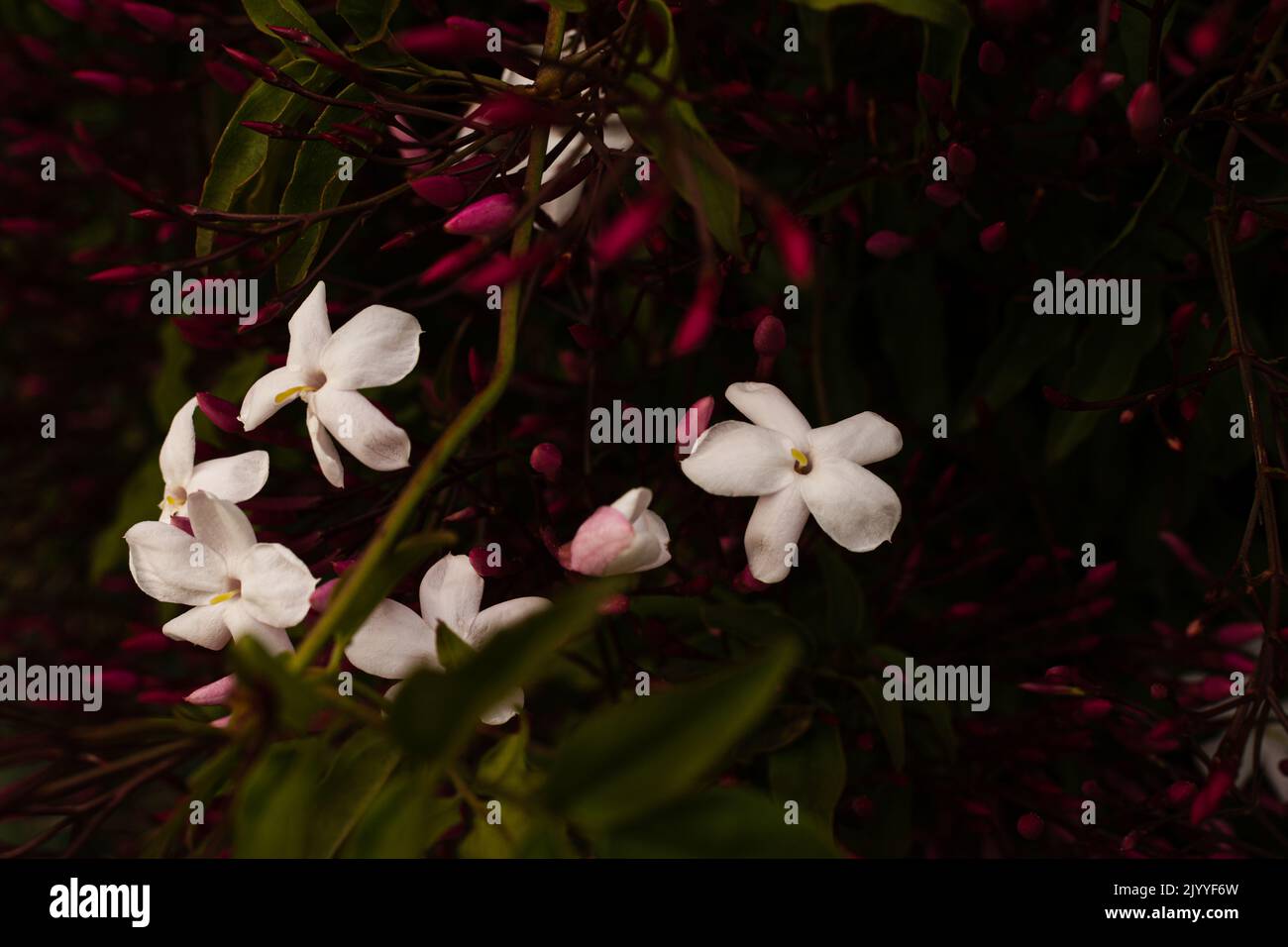 close up jasmine flowers Stock Photo