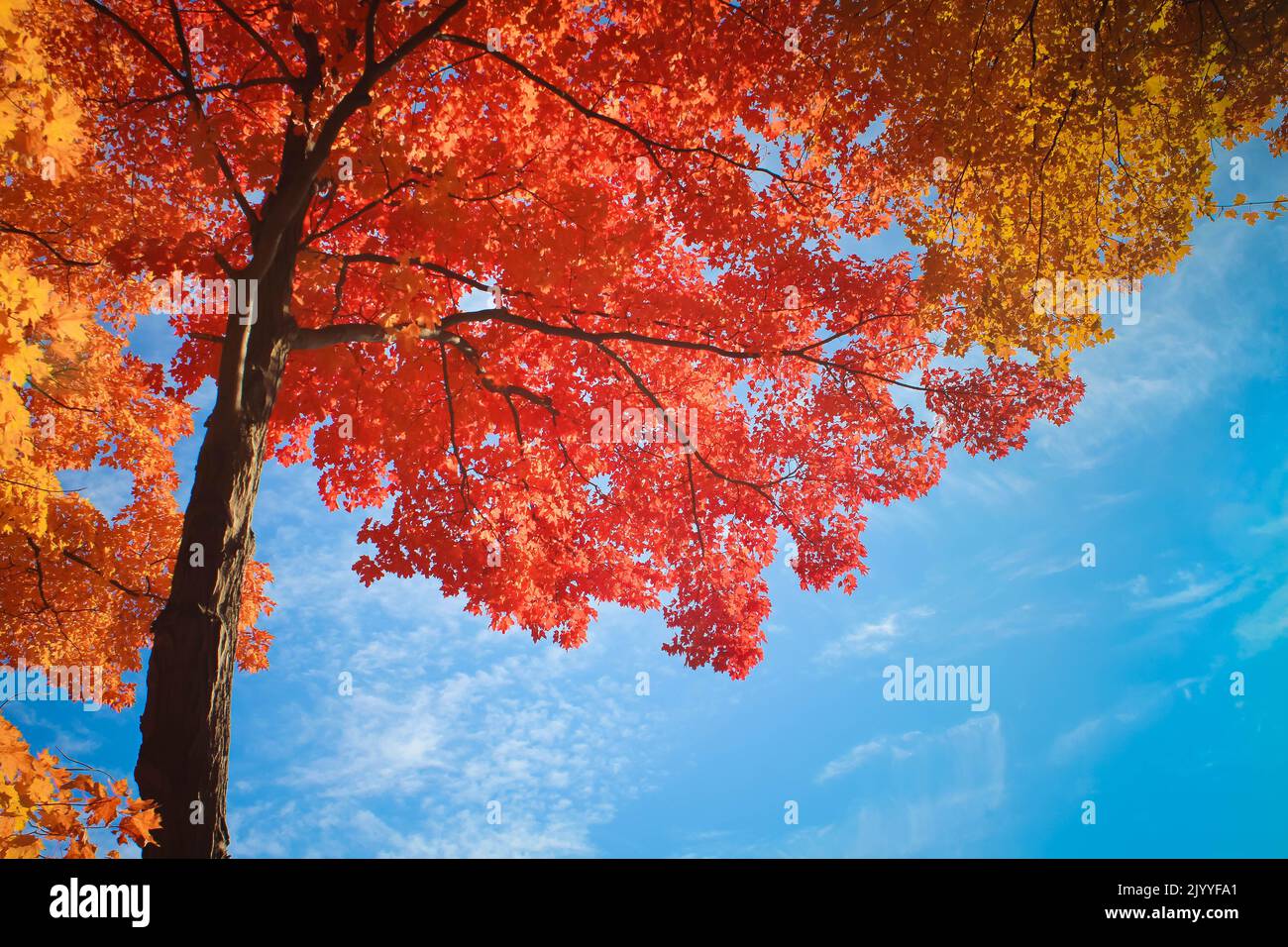 View of maple tree leaves with blue sky background. Autumn trees in a ...