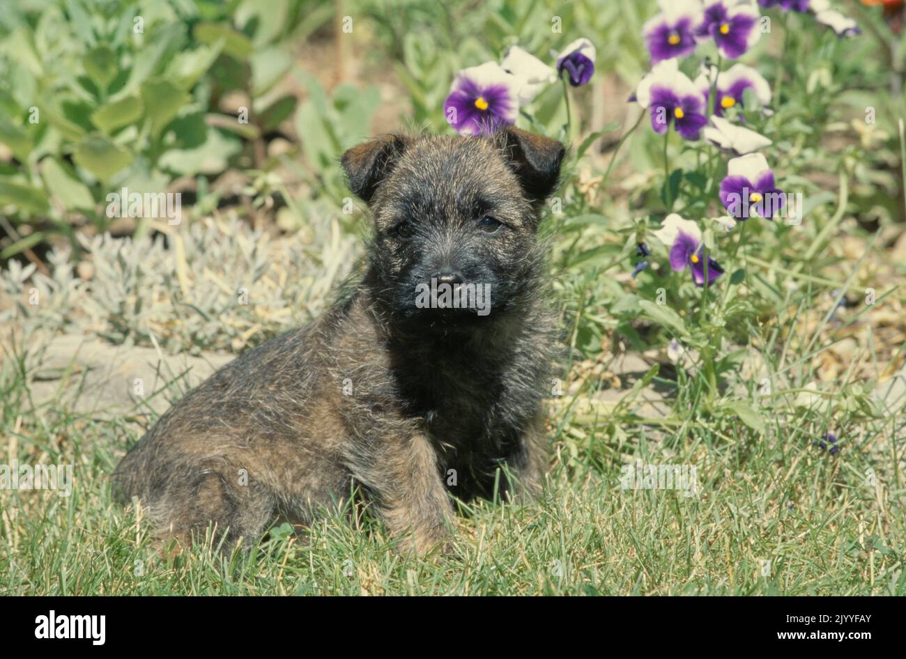 Cairn Terrier puppy in grass with flowers Stock Photo