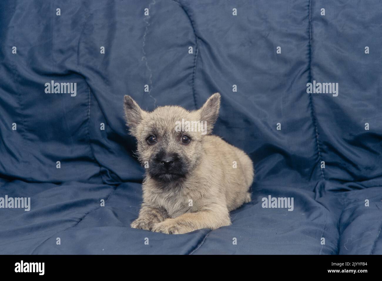Cairn Terrier puppy on couch Stock Photo