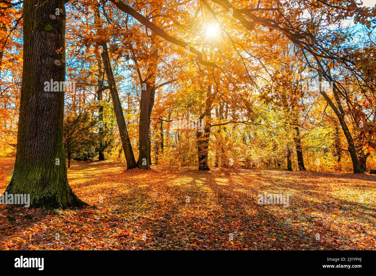 Autumn scene, fall,  red and yellow trees and leaves in sun light. Beautiful autumn landscape with yellow trees and sun. Colorful foliage in the park, Stock Photo