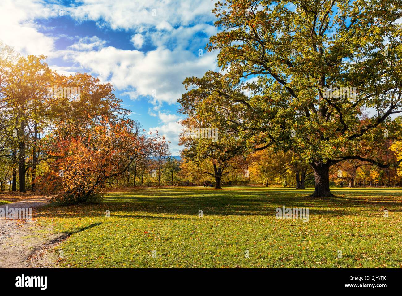 Golden autumn scene in a park, with falling leaves, the sun shining through the trees and blue sky. Colorful foliage in the park, falling leaves natur Stock Photo