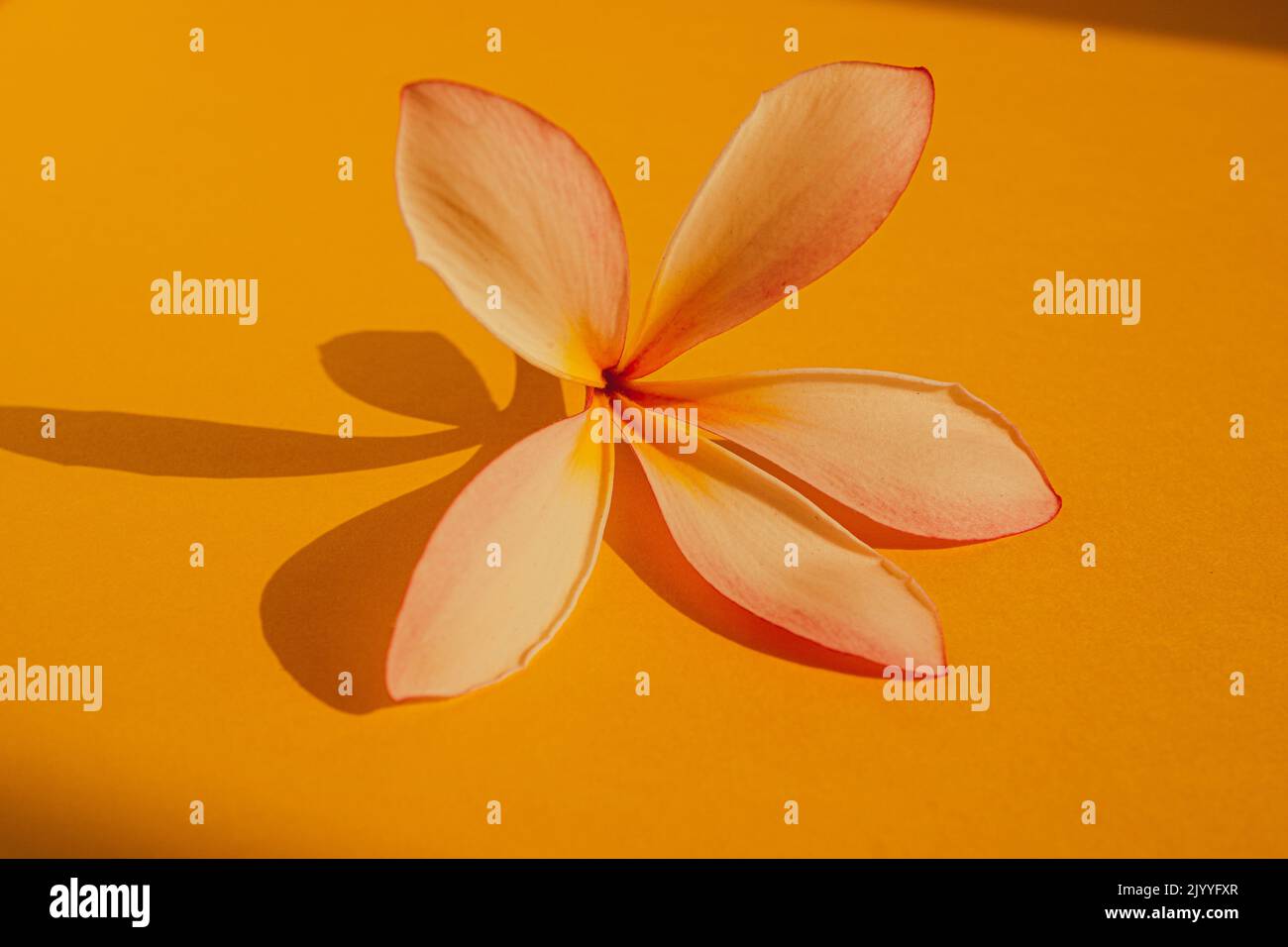 Frangipani flower on a bright yellow background with late afternoon sun creating a warm glow and shadows Stock Photo