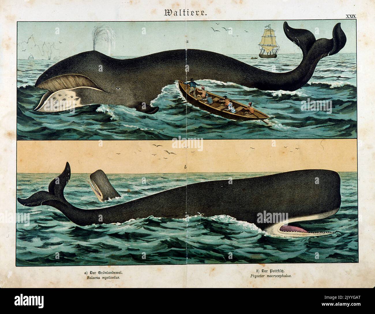 Coloured Illustration depicting two whales in the seas approaching a boat. Stock Photo