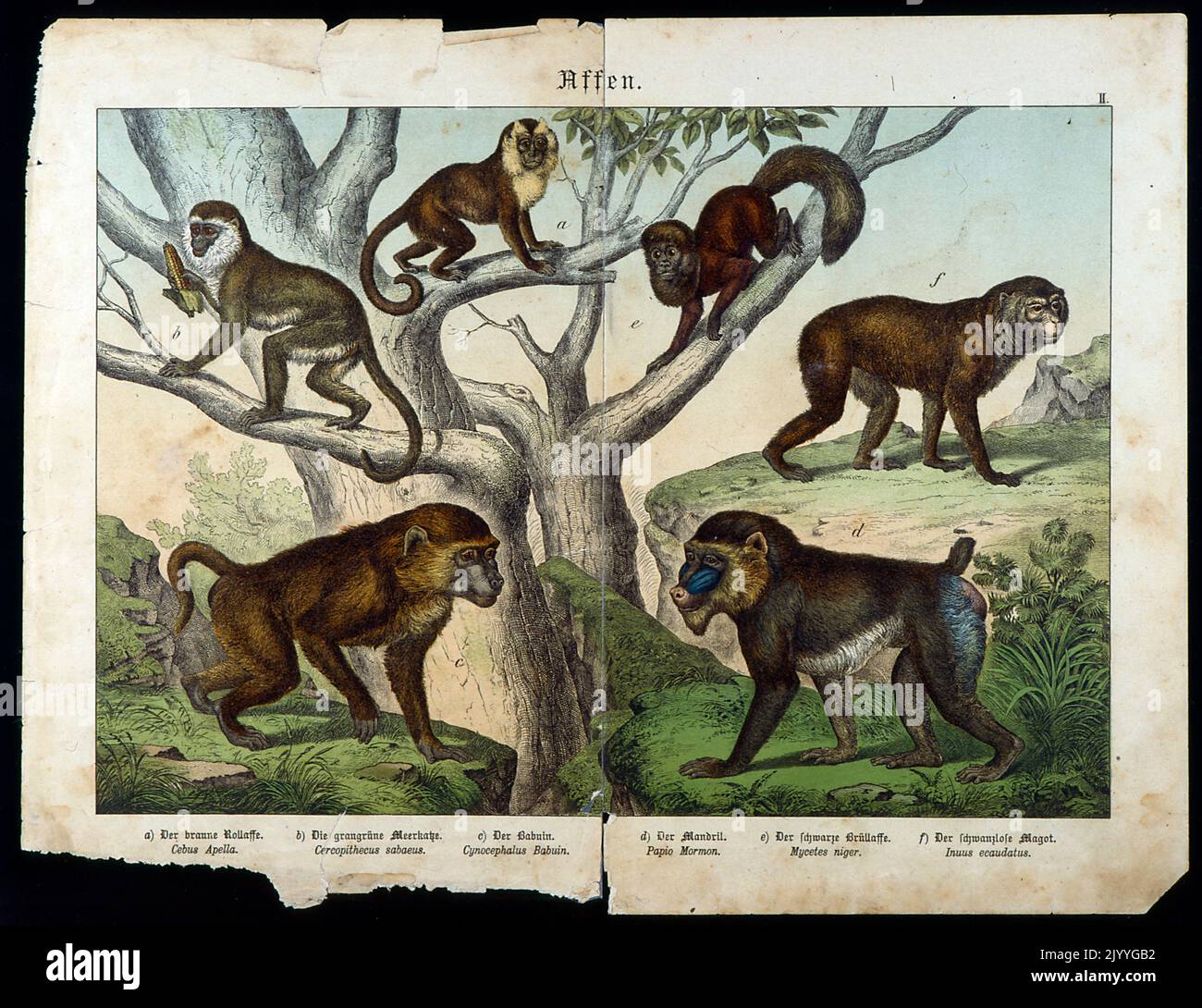 Coloured Illustration depicting monkeys in a tree. Stock Photo