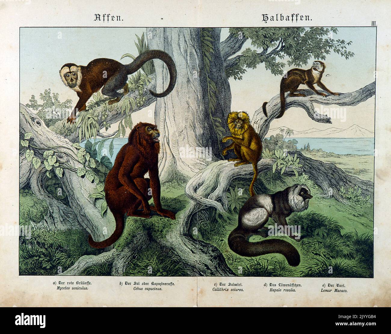 Coloured Illustration depicting monkeys in a tree. Stock Photo