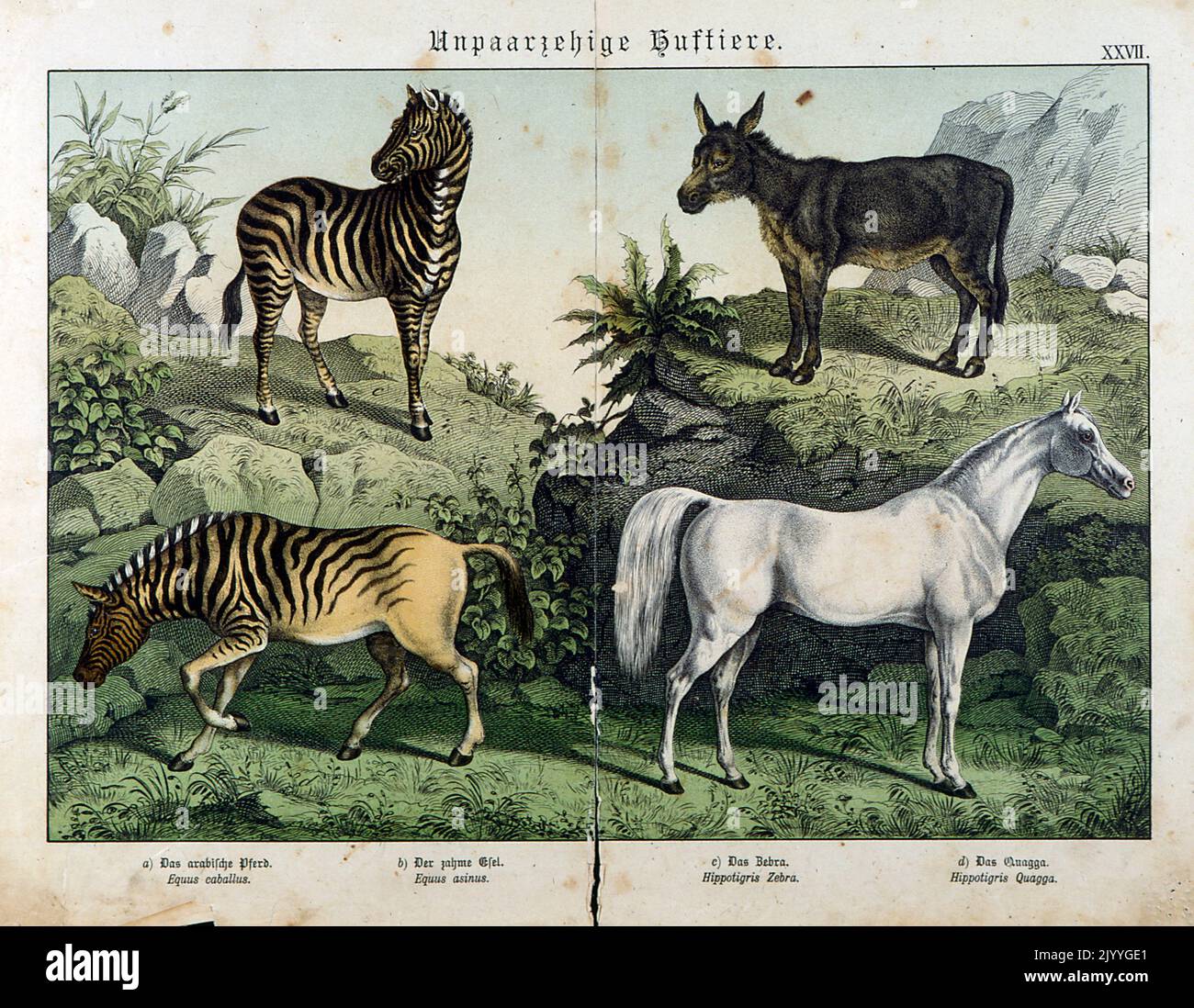 Coloured Illustration depicting different types of equine animals (horse, zebra, donkey). Stock Photo