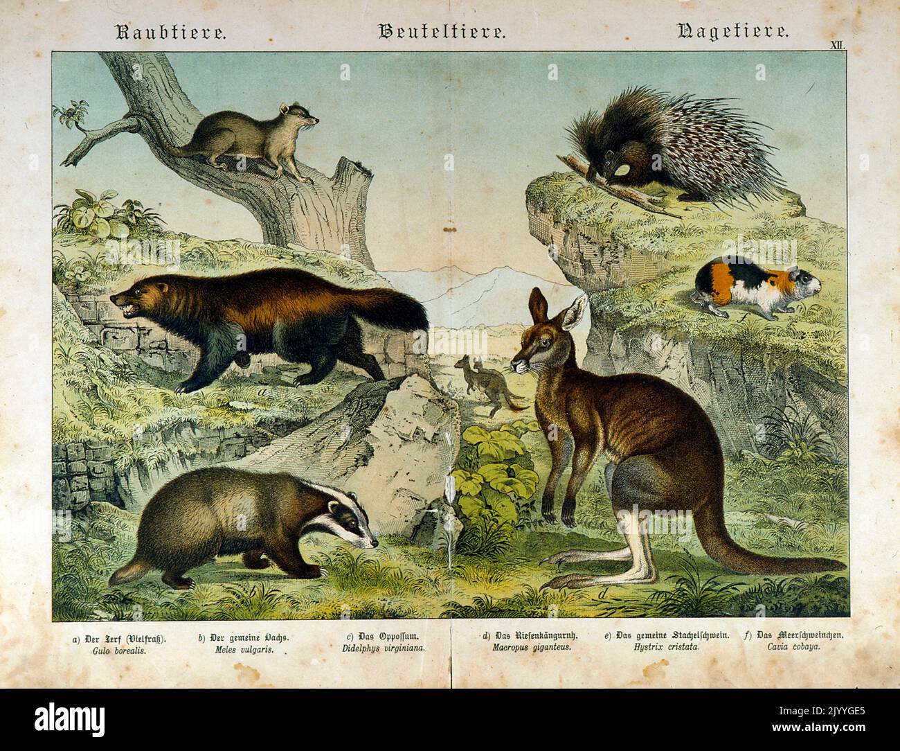 Coloured Illustration depicting different types of marsupials (badger, kangaroo, etc). Stock Photo