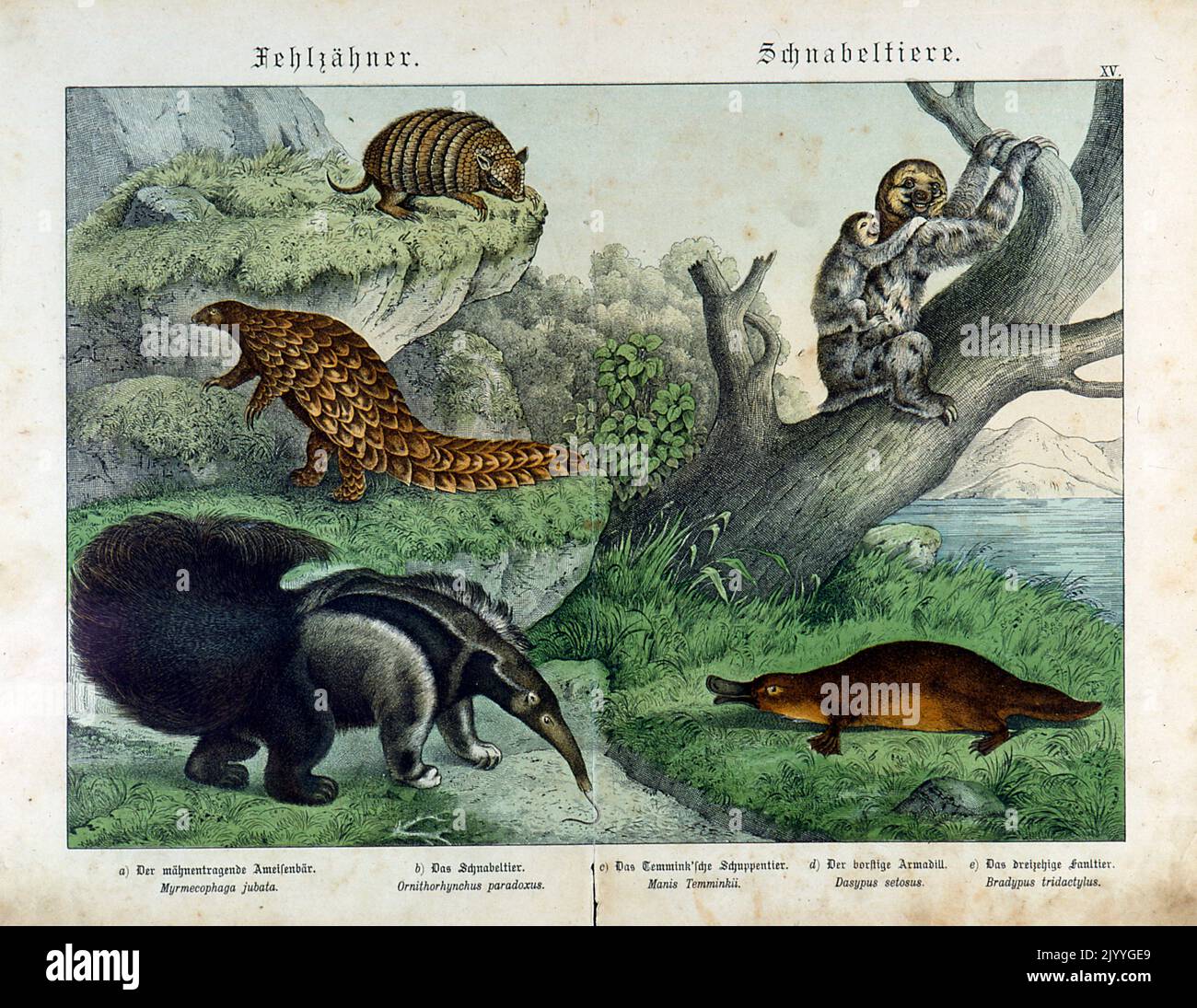 Coloured Illustration depicting duck bills and ant-eaters. Stock Photo