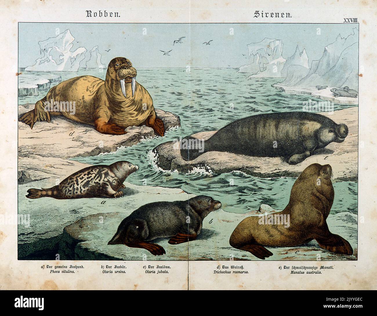 Coloured Illustration depicting different types of sea mammals. Stock Photo