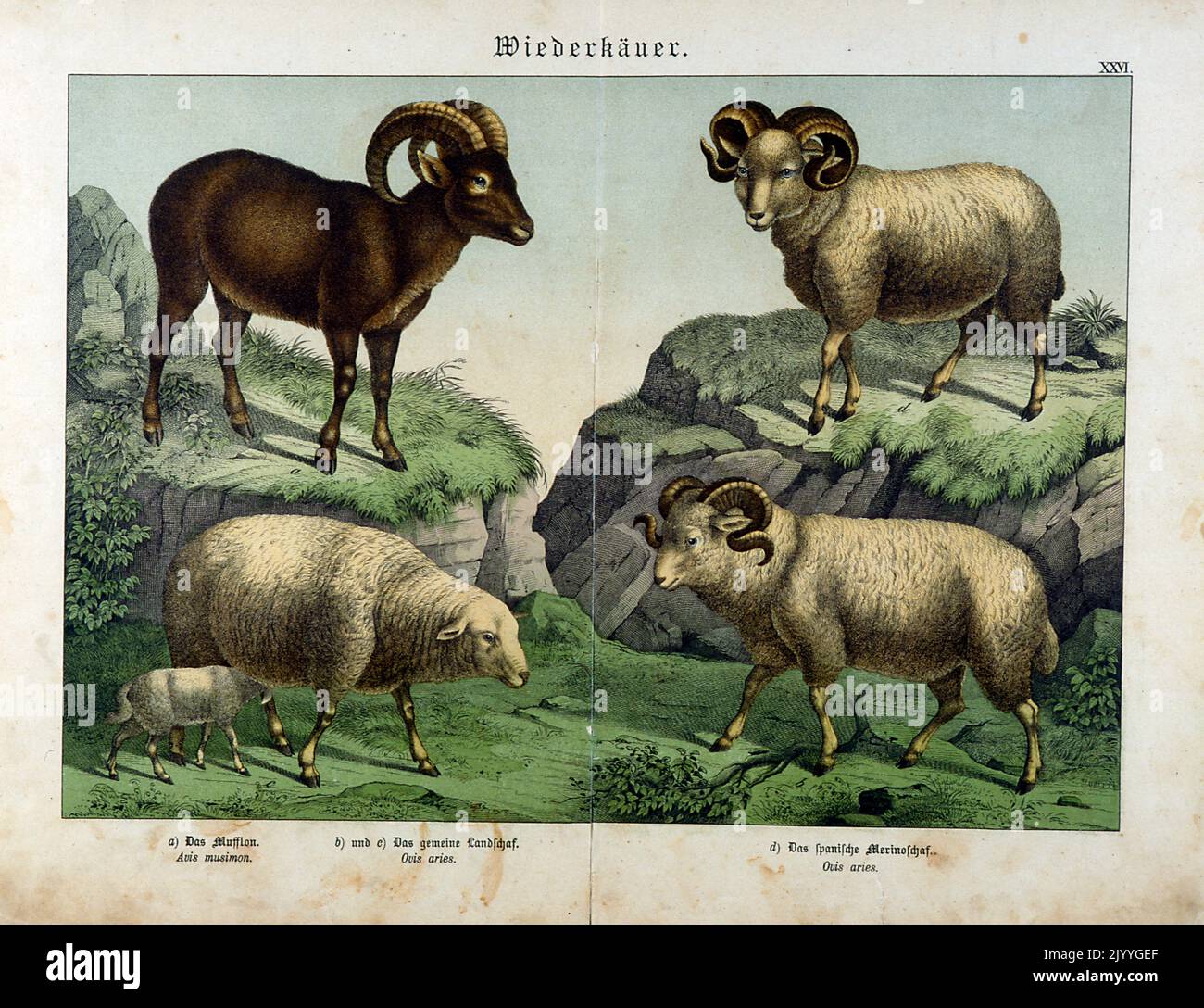 Coloured Illustration depicting cud chewers (goats and sheep). Stock Photo
