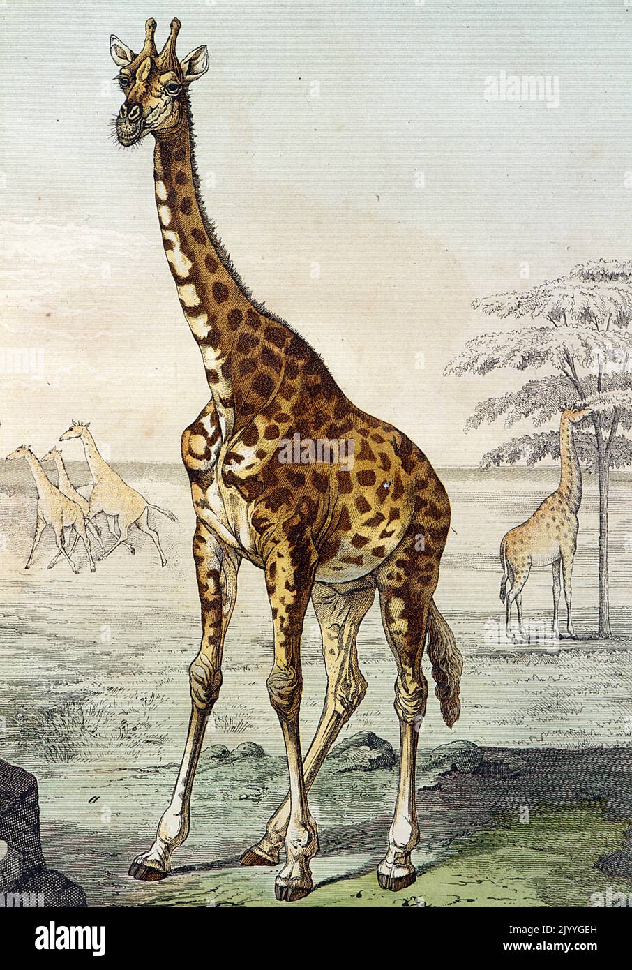 Coloured Illustration depicting a giraffe in their natural habitat. Stock Photo