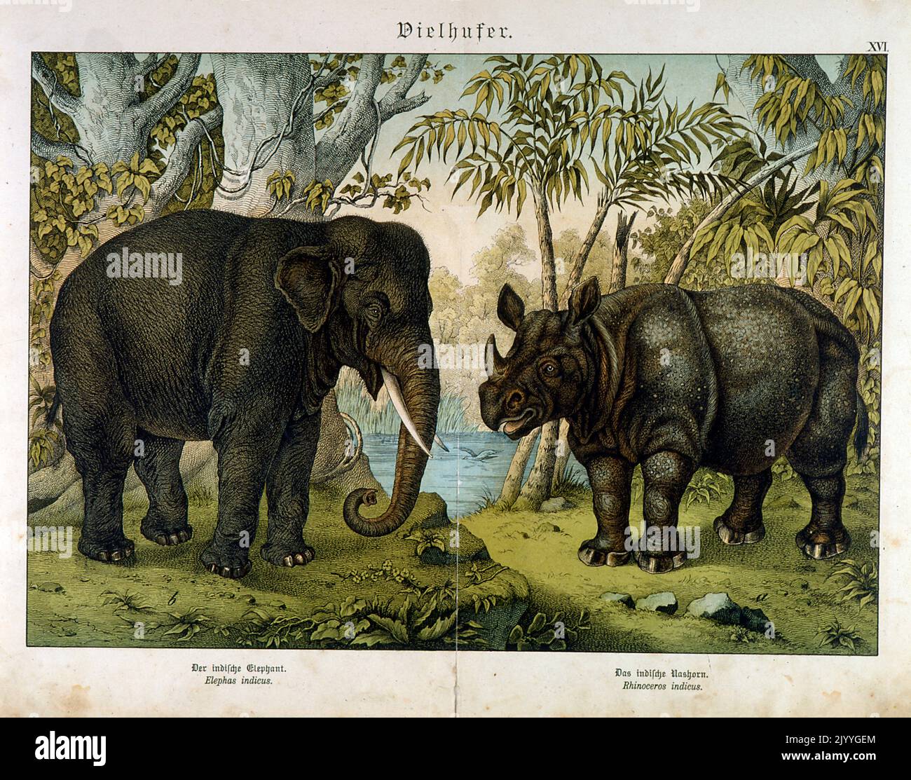 Coloured Illustration depicting different types of hooved animals including hippo and elephant. Stock Photo