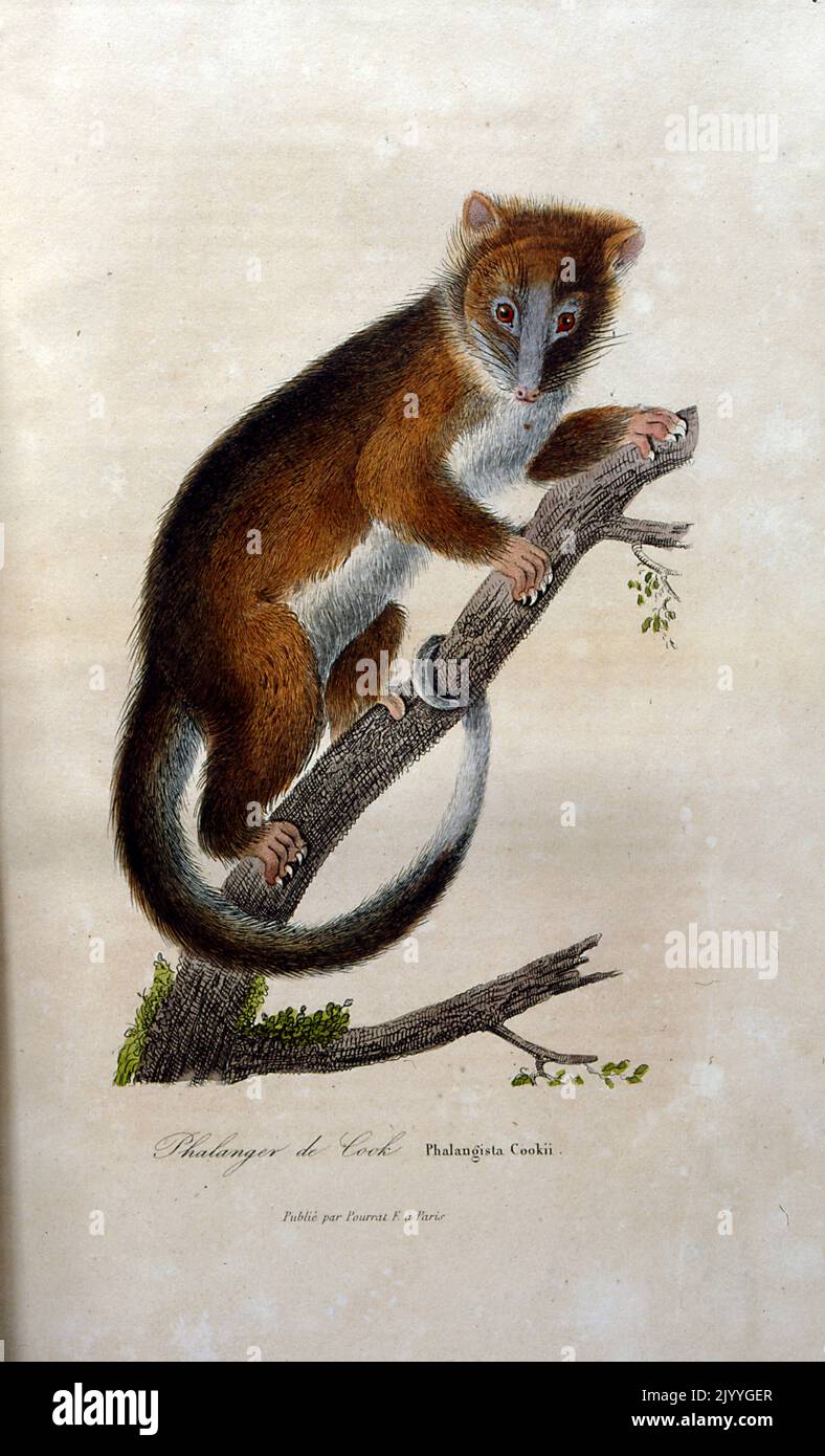 Coloured Illustration depicting a ring-tailed possum. Stock Photo