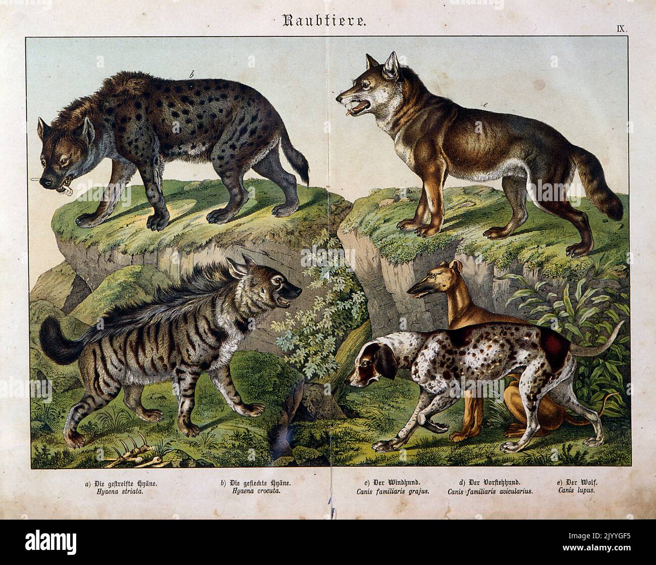 Coloured Illustration depicting different species of wild dogs. Stock Photo
