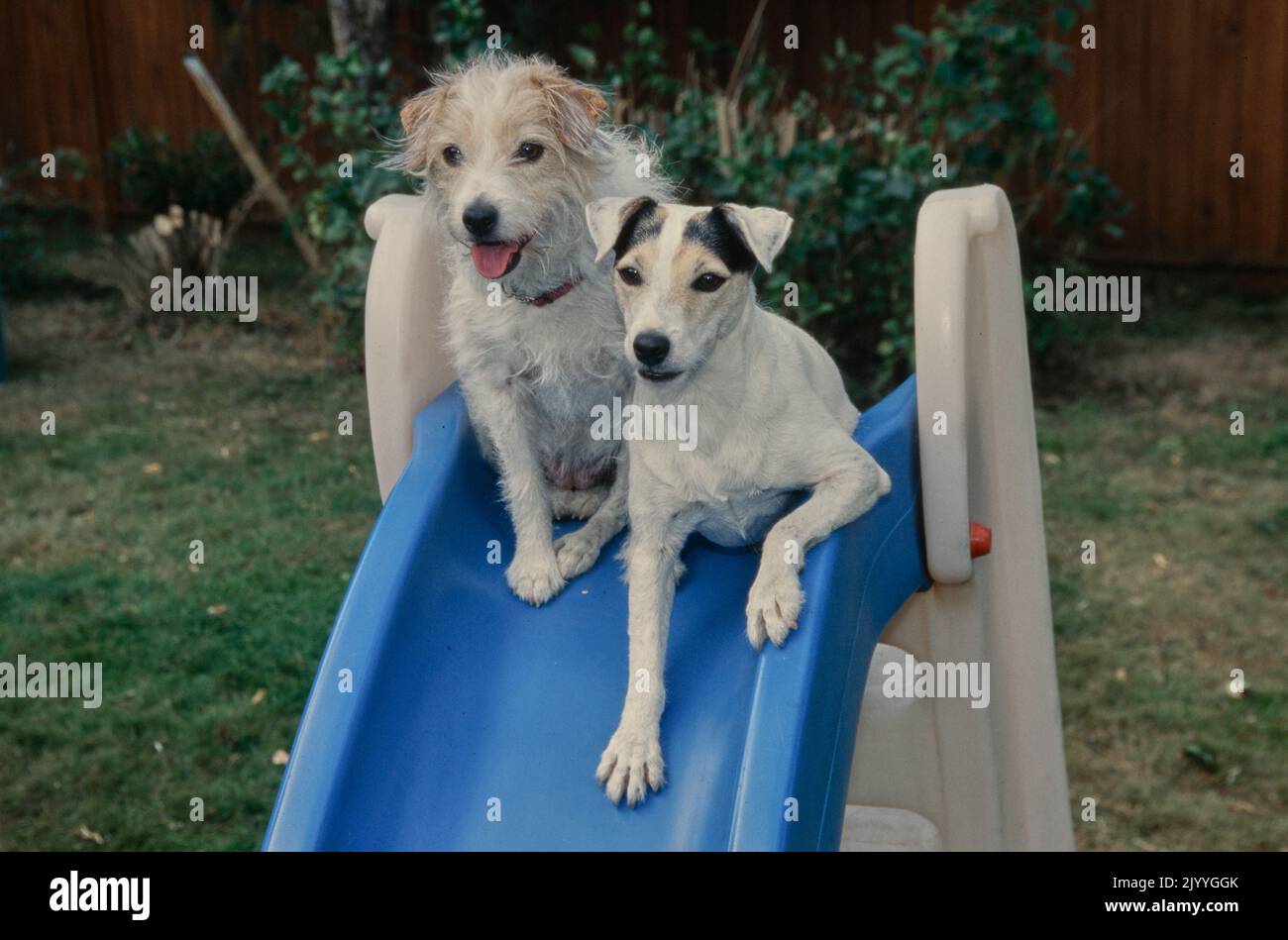 Jack Russel Terriers on slide Stock Photo Alamy