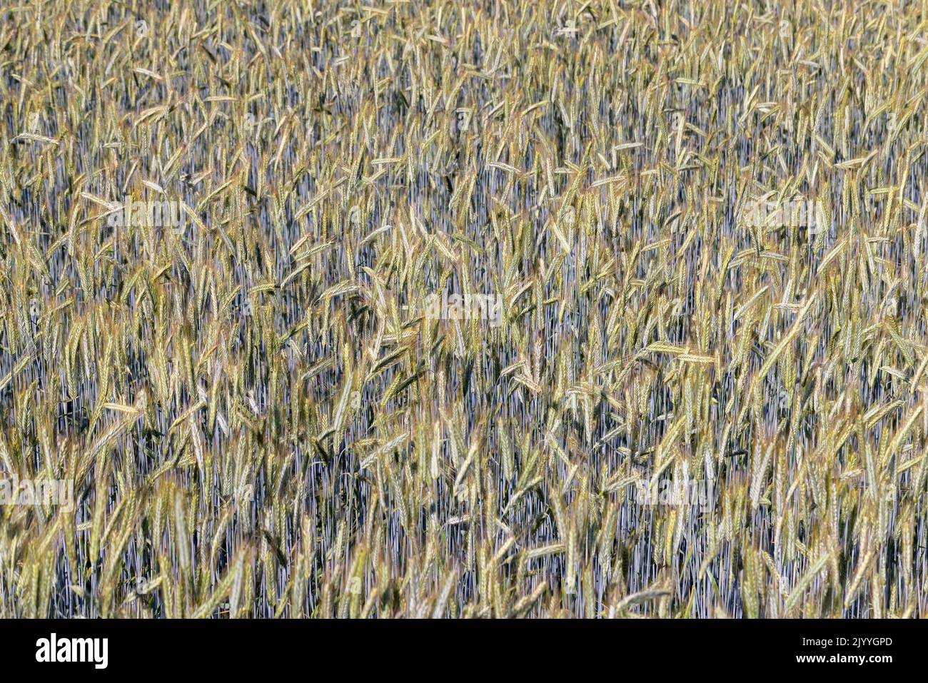 An agricultural field where ripening cereals grow , a wheat field with unripe wheat in summer Stock Photo