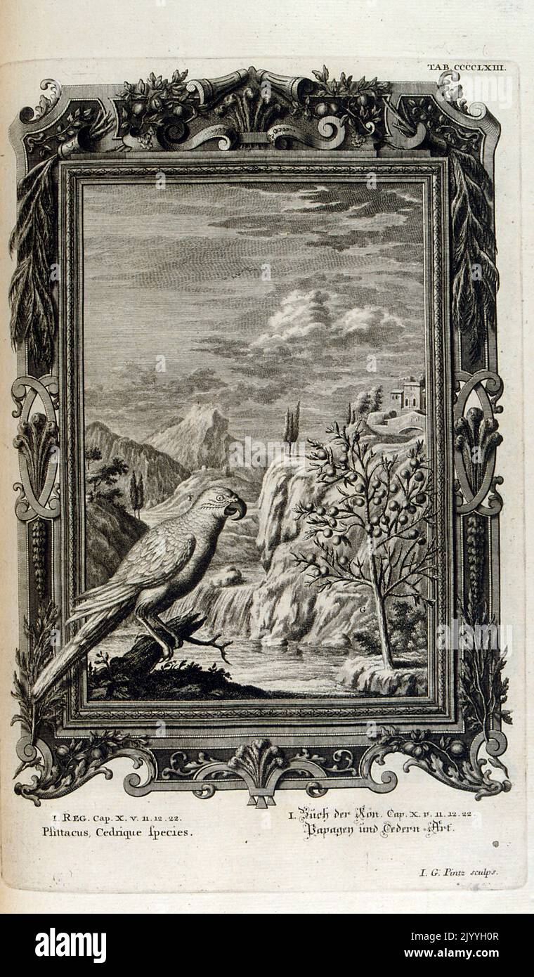 Engraving depicting a parrot in the foreground of a rocky mountain. The Illustration is set within an ornate frame. Stock Photo