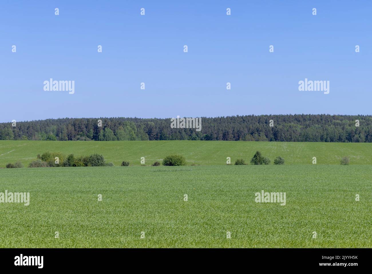 An agricultural field where green cereals grow, a field where wheat and other cereals are grown to produce food Stock Photo